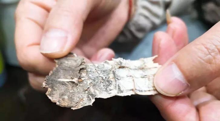 枯树皮能否直接种花？解答你的疑惑！（从实践出发，探究枯树皮在种植中的作用）