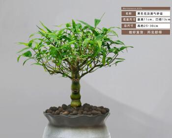 如何养护聚宝盆，助你花开满园（15个养护技巧，助你打造健康聚宝盆）
