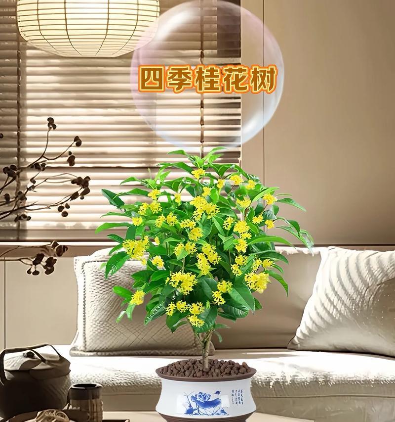 室内养护桂花指南（让你家也有桂花香，养花小白也能轻松操作）