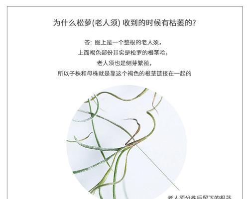怎样正确地分株凤梨？（分株时间及繁殖方法详解，让你的凤梨生长茂盛！）