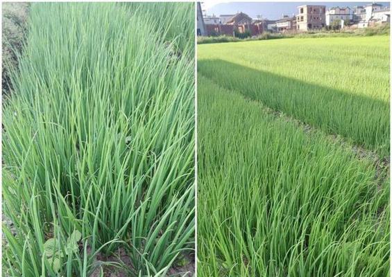 大葱种植的最佳时间（掌握春季、夏季和秋季三个种植时间，助力大葱丰收）