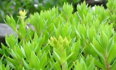 佛甲草的冬季养护方式（保护佛甲草不被冻死）