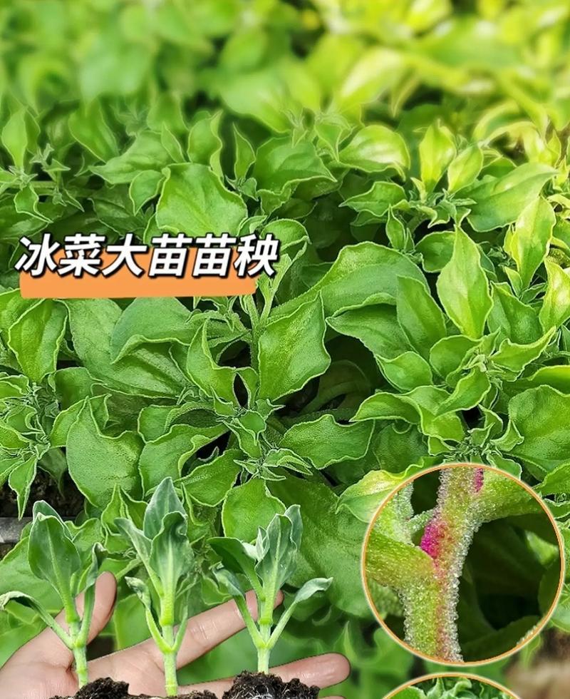 探讨冰菜水培的可能性（了解冰菜的营养价值与水培技巧）