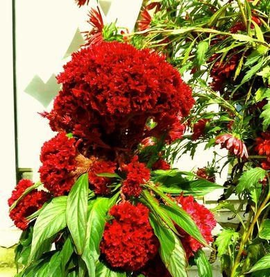 秋季开花的鸡冠花（探寻鸡冠花的美丽之处）