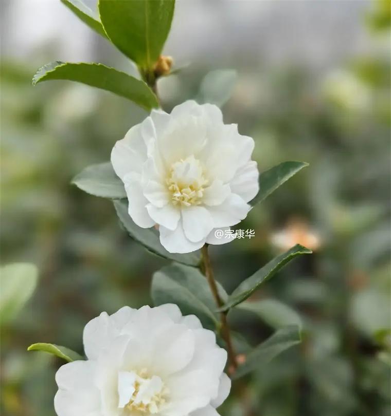 茶花开花时间和花期（探秘茶花的花期和开花时间，助你更好地欣赏茶花的美）