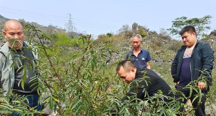 花椒树繁殖方法及注意事项（如何种植花椒树？花椒树繁殖技巧详解）