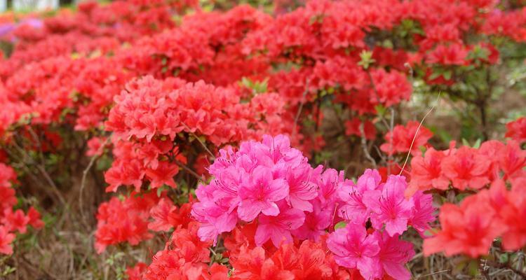 杜鹃花为何在冬天落叶（探寻杜鹃花冬季落叶的原因和应对方法）