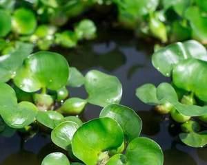 水葫芦（水葫芦的危害与防治）