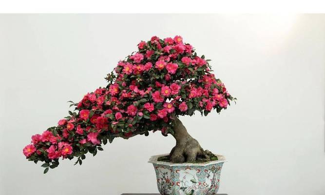 冬季养护茶花，须知这些！（茶花过冬要点，让花儿安心度冬）