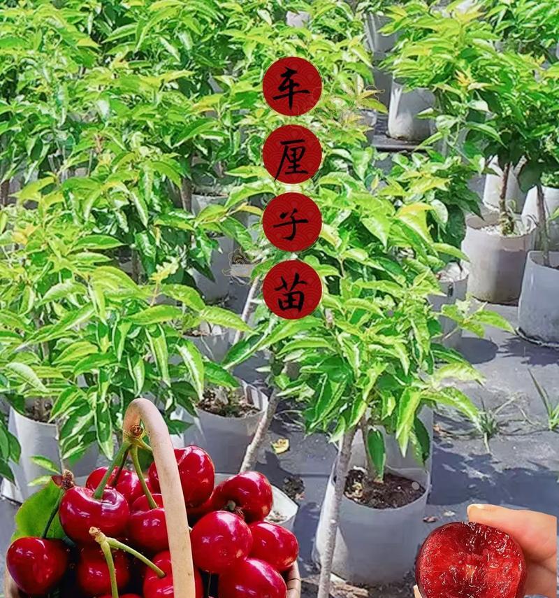 如何选择适合车厘子盆栽的盆？（车厘子盆栽盆的大小选择要点）