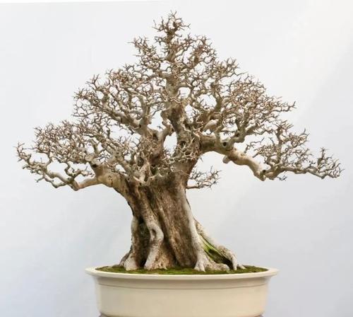 白蜡叶子发蔫的原因及治疗方法（白蜡植物护理秘籍，如何避免叶子发蔫？）