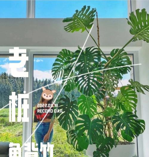 龟背竹老桩养殖全攻略（掌握龟背竹老桩的养护技巧，让收成更加丰硕）