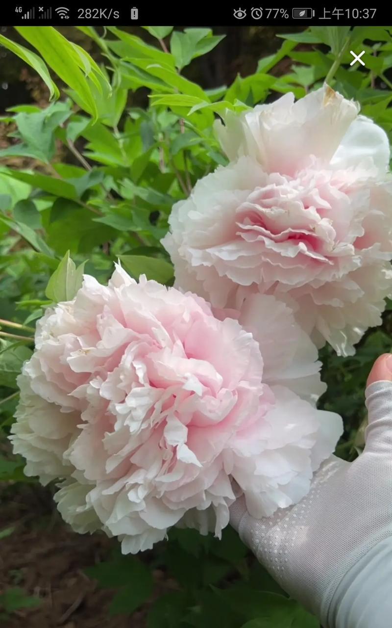 牡丹——花中之王（外貌、种类及文化象征）