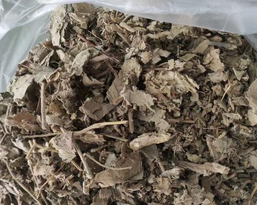黄木香叶子发黄的原因和解决方法（如何应对黄木香叶子发黄的问题）