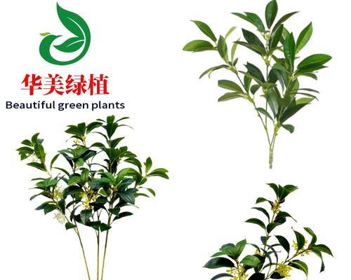 揭秘桂花的发芽长叶时期（了解桂花的生长规律，掌握最佳养护时机）