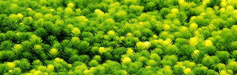 金鱼藻是藻类植物吗？——探究金鱼藻的分类归属