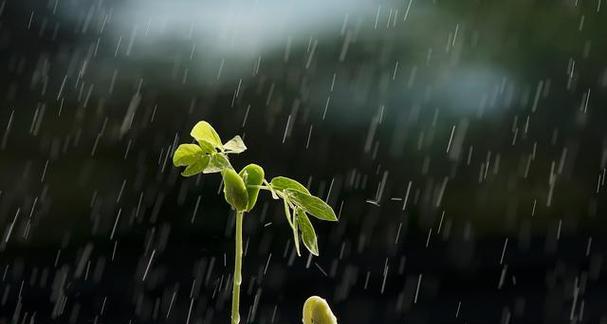 收集雨水浇花的好处（环保养花两不误）