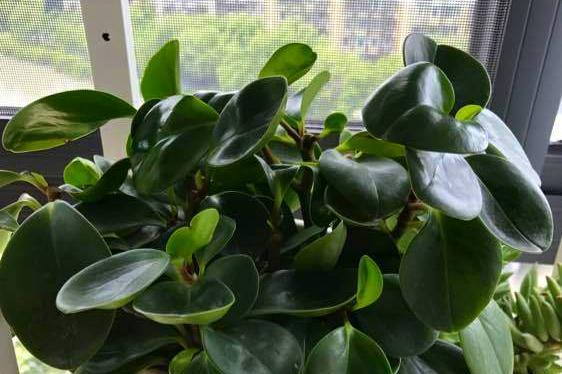 办公室添绿，这些花最适合（为办公室增加活力与情趣，还能净化空气，）