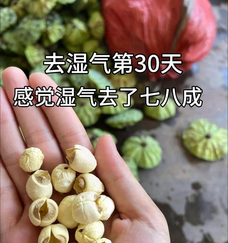 莲子的营养价值及食用建议（每天吃几个莲子最好？如何食用莲子？）