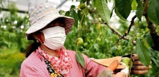 果树催花的时间和方法（如何让果树开出更多的花朵，提高果实产量）