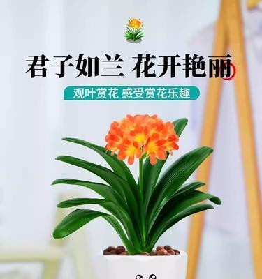 君子兰水培指南（打造独特的植物装饰，）