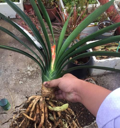 君子兰不开花的原因（探究君子兰不开花的诸多原因）