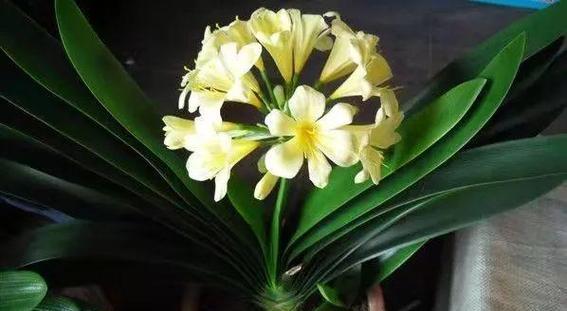 君子兰的花（探寻君子兰花的奥秘，揭开它神秘面纱）