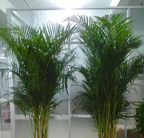 凤尾竹的剪枝时间和技巧（合理剪枝让凤尾竹更茂盛）