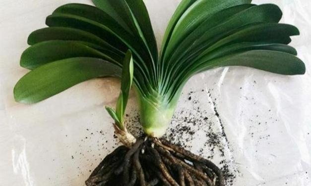 君子兰的生长环境条件及特点（一种适合室内种植的美丽植物——君子兰）