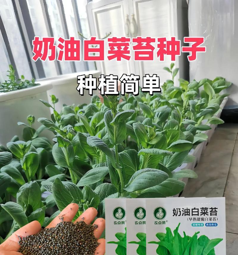 如何留种收集香瓜茄种子（有效的种子采收方法及注意事项）