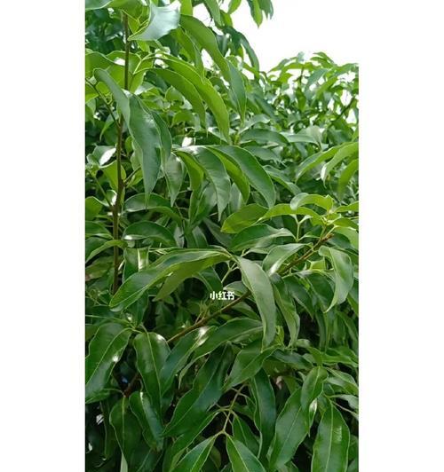 荔枝树的剪枝时间及技巧：让荔枝更茂盛