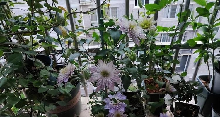 家里种铁线莲，风水好不好？（种植铁线莲，招财旺家）