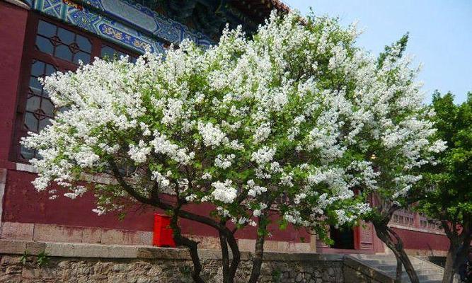 揭秘丁香真正的身份（丁香是不是真的被子植物？）