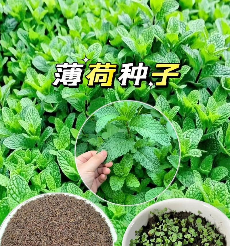 薄荷种植时间和方法（何时种植最适宜？如何科学栽培？）
