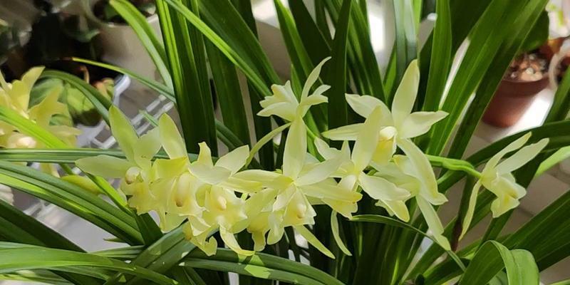 如何正确催开建兰花朵（建兰催花时间和方法，让你的花盆满满的幸福感）