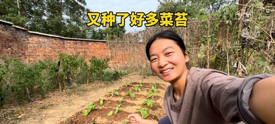 白菜开花了还能吃吗？（避免浪费，了解白菜开花后的正确处理方法）