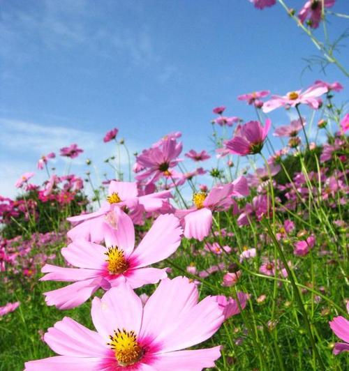 格桑花——高原之花（传统美丽花卉的名副其实、藏区的黄金、高原生命之美）