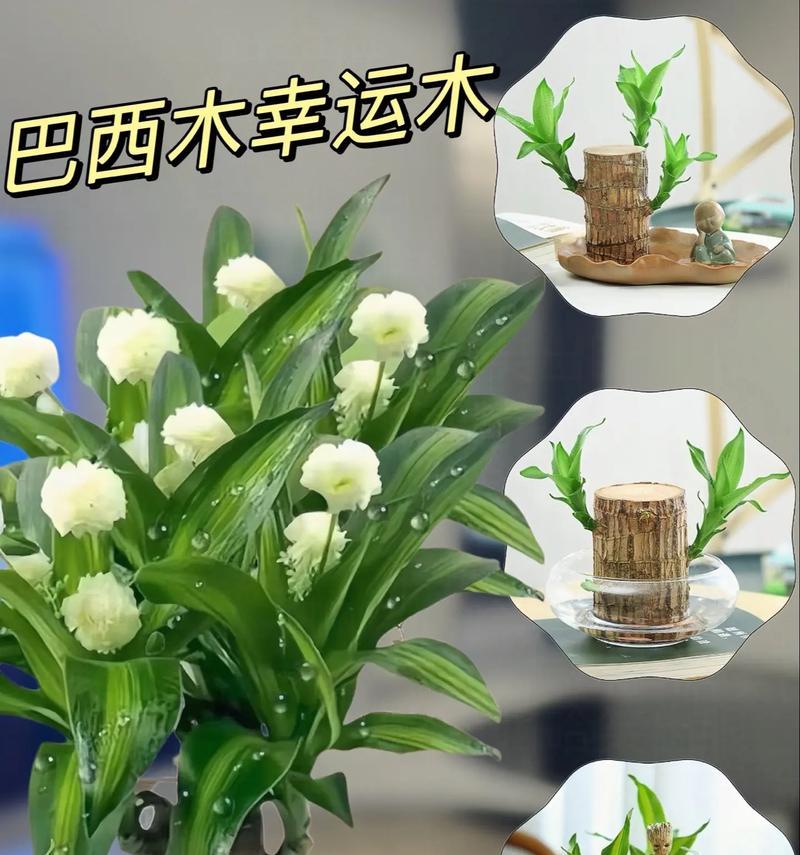 时来运转——探究植物中的运气传说（从花语到风水，了解植物在运气传说中的角色）