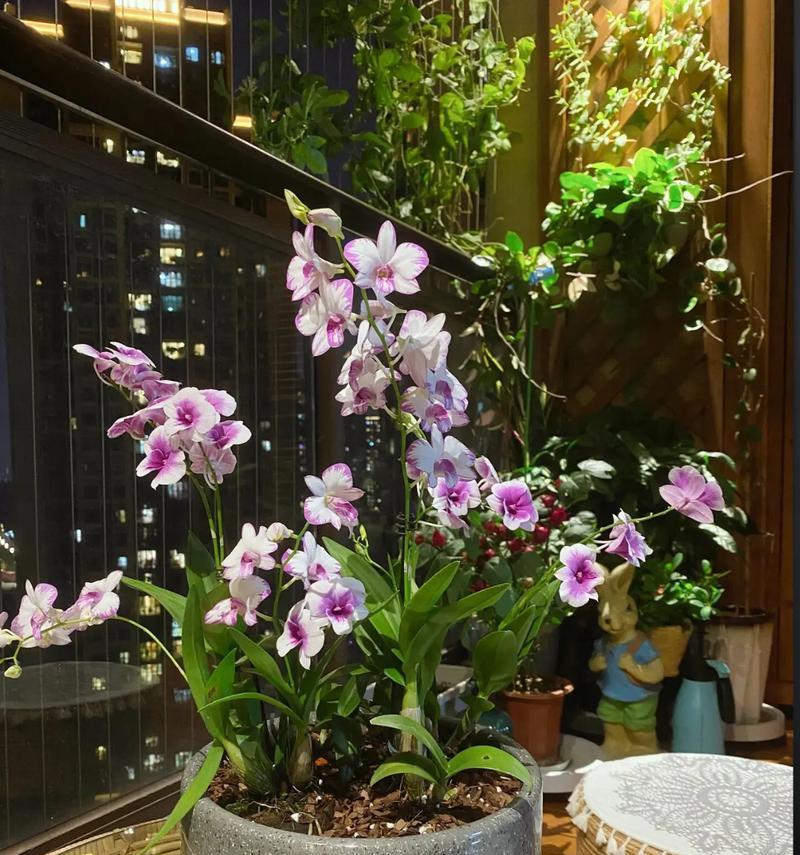 家里养石斛的风水福利（招财纳福，祛病延寿，提升气场）