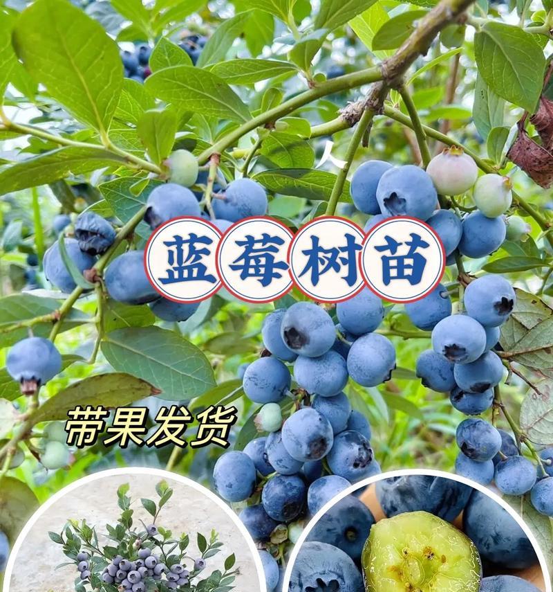 蓝莓养殖全攻略（蓝莓的好养性、养殖方法和养护要点）