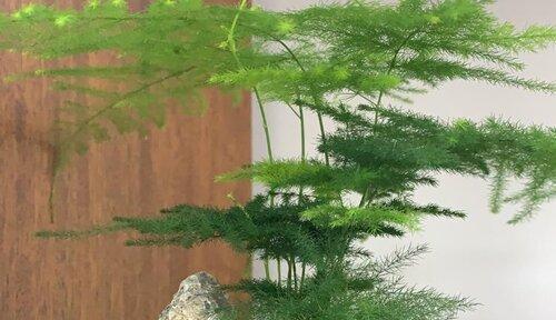 多菌灵可否用于文竹？（了解多菌灵对文竹的影响和使用注意事项）