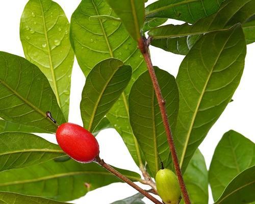 神秘果的种植条件探究（打造适宜生长的环境，让神秘果长势喜人）