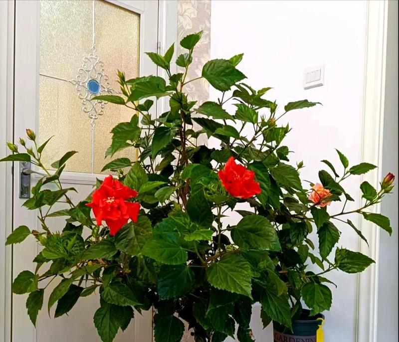 扶桑花的家庭养护方法（轻松掌握，让扶桑花在家中繁盛不衰）