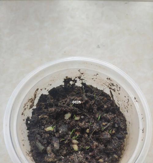 虞美人种子的最佳播种时间（如何选择种植虞美人的时间）