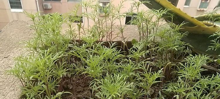 怎样处理过密的格桑花？（让格桑花呈现美丽的自然风光。）
