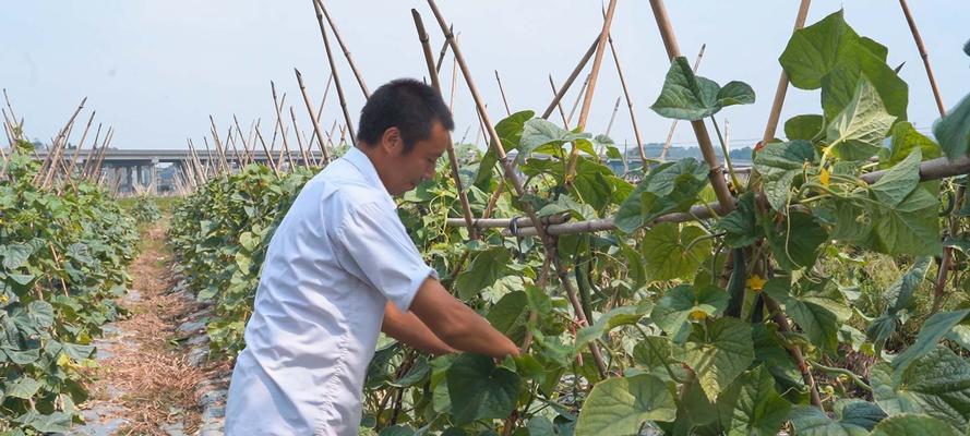黄瓜成熟季节及采摘技巧（了解黄瓜成熟季节，让你轻松摘到新鲜黄瓜）
