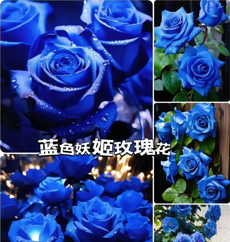 蓝色妖姬的花语与寓意（揭秘花色之王的象征意义）
