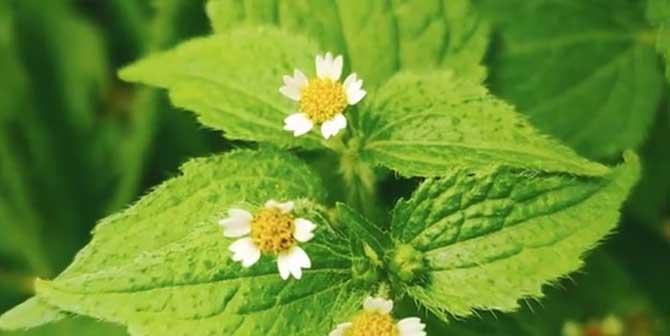 菊花的分类与特点（探究菊花是否属于被子植物）