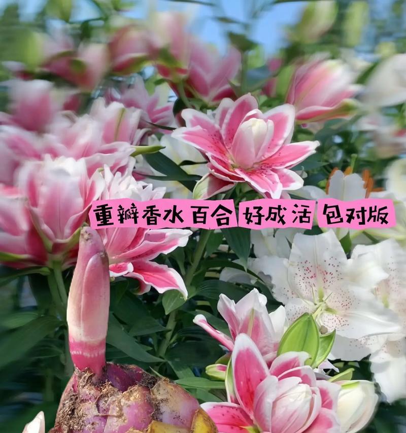 如何成功留下百合花的种子（百合花种子的收集、处理、保存方法）