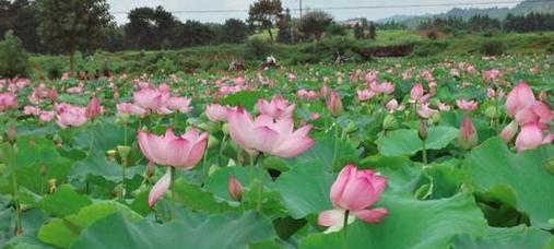 莲花种植全攻略（时间、方法与要点一网打尽）